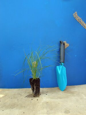 Споробол повітряний Sporobolus airoides Сезонні рослини Seasonal plants Ґрунтопокривні рослини Groundcover plants