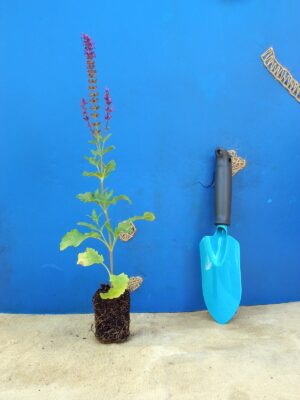 Шавлія гайова Шавлія дібровна New Dimension Blue Salvia nemorosa New Dimension Blue Рослини-заповнювачі Filler plants