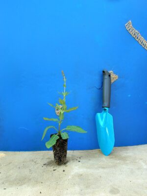 Шавлія гайова Шавлія дібровна New Dimension Rose Salvia nemorosa New Dimension Rose Рослини-заповнювачі Filler plants