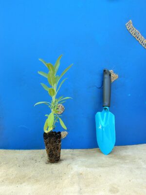 Шавлія лікарська Salvia officinalis Рожева палітра кольорів Сезонні рослини Seasonal plants Ароманта рослина