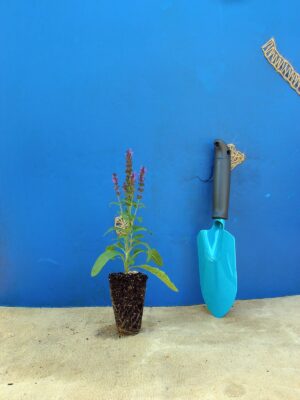 Шавлія чудова Merleau Blue Compact Salvia superba Merleau Blue Compact Рослини-заповнювачі Filler plants