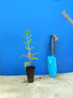 Шавлія чудова Queen Rose Salvia superba Queen Rose Рослини-заповнювачі Filler plants