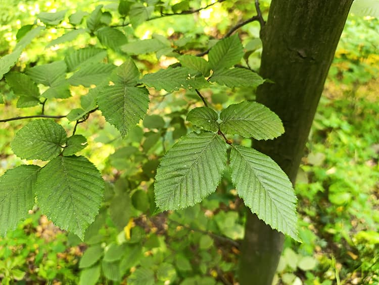 Листя граба звичайного Leaf carpinus betulus Cаджанці граба звичайного Cтруктурні рослини Structural plants Живопліт Рослини для живоплоту Hedge Гребля