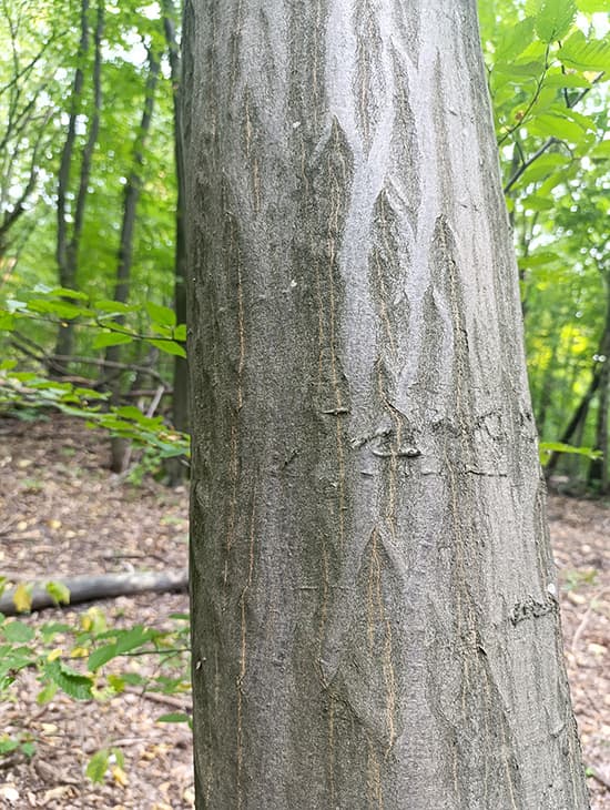 Стовбур граба звичайного Stem carpinus betulus Cаджанці граба звичайного Cтруктурні рослини Structural plants Живопліт Рослини для живоплоту Hedge Гребля