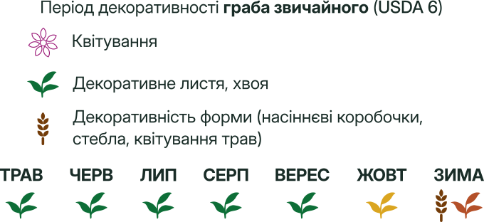 Період декоративності граба звичайного Cаджанці граба звичайного Cтруктурні рослини Structural plants Живопліт Рослини для живоплоту Hedge Гребля