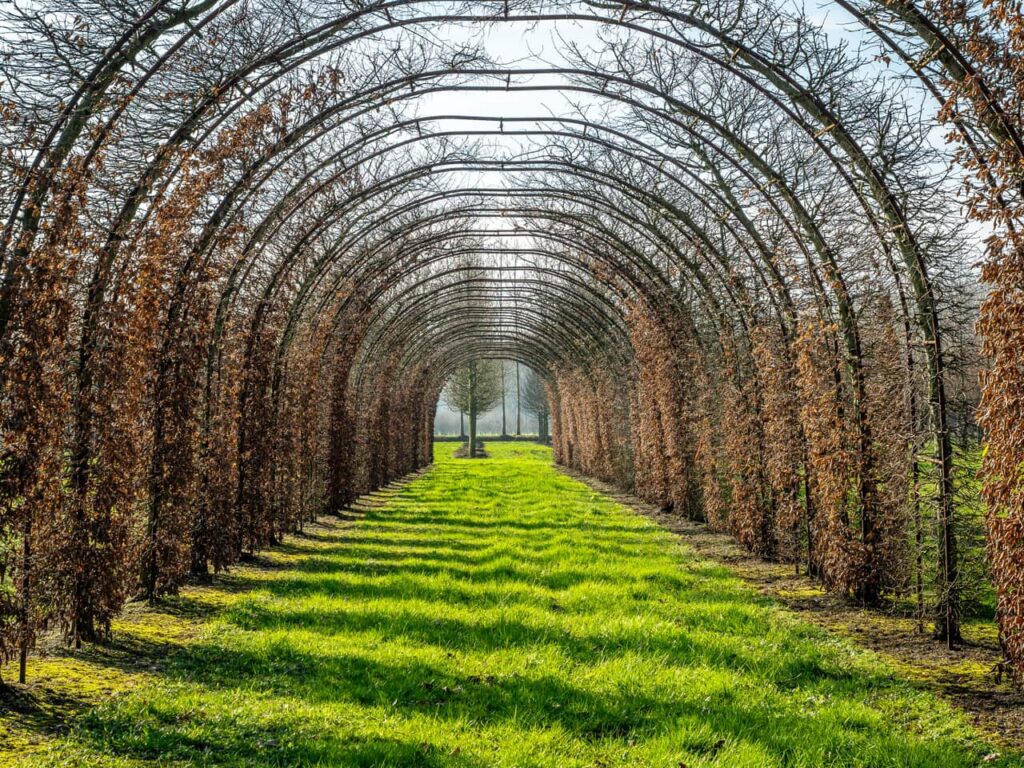 Арка з граба Cтруктурні рослини Structural plants Живопліт Рослини для живоплоту Hedge Гребля