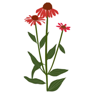 Ілюстрація ехінацеї Artisan Red Ombre Echinacea hybrida Artisan Red Ombre Гребля Ехінацея Artisan Red Ombre Echinacea hybrida Artisan Red Ombre Багаторічна трав'яниста рослина Сезонні рослини Seasonal plants