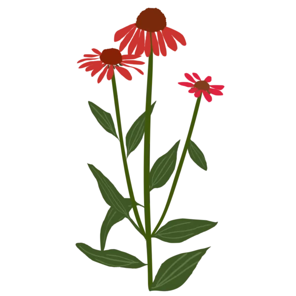 Ехінацея Artisan Red Ombre Echinacea hybrida Artisan Red Ombre Багаторічна трав'яниста рослина Сезонні рослини Seasonal plants