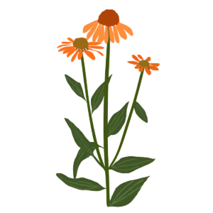 Ілюстрація ехінацеї Artisan Soft Orange Echinacea hybrida Artisan Soft Orange Гребля Ехінацея Artisan Soft Orange Echinacea hybrida Artisan Soft Orange Багаторічна трав'яниста рослина Сезонні рослини Seasonal plants