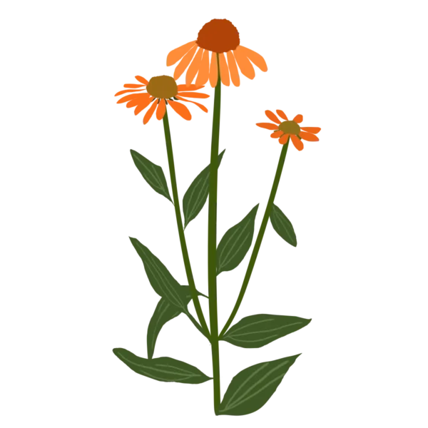 Ехінацея Artisan Soft Orange Echinacea hybrida Artisan Soft Orange Багаторічна трав'яниста рослина Сезонні рослини Seasonal plants
