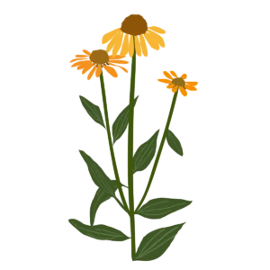 Ілюстрація ехінацеї Artisan Yellow Ombre Echinacea hybrida Artisan Yellow Ombre Гребля Ехінацея Artisan Yellow Ombre Echinacea hybrida Artisan Yellow Ombre Багаторічна трав'яниста рослина Сезонні рослини Seasonal plants