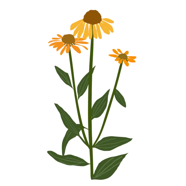 Ехінацея Artisan Yellow Ombre Echinacea hybrida Artisan Yellow Ombre Багаторічна трав'яниста рослина Сезонні рослини Seasonal plants