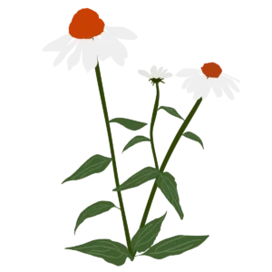 Ілюстрація ехінацеї PowWow White Echinacea purpurea PowWow White Гребля Ехінацея пурпурова PowWow White Echinacea purpurea PowWow White Багаторічна трав'яниста рослина Сезонні рослини Seasonal plants