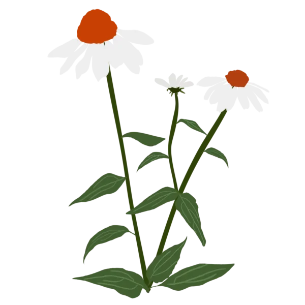Ехінацея пурпурова PowWow White Echinacea purpurea PowWow White Багаторічна трав'яниста рослина Сезонні рослини Seasonal plants