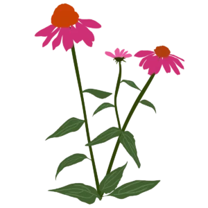 Ілюстрація ехінацеї PowWow Wild Berry Echinacea purpurea PowWow Wild Berry Гребля Ехінацея пурпурова PowWow Wild Berry Echinacea purpurea PowWow Wild Berry Багаторічна трав'яниста рослина Сезонні рослини Seasonal plants