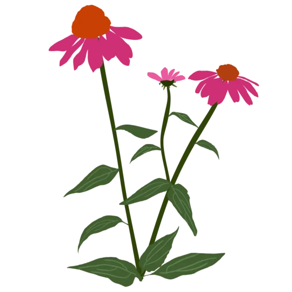 Ехінацея пурпурова PowWow Wild Berry Echinacea purpurea PowWow Wild Berry Багаторічна трав'яниста рослина Сезонні рослини Seasonal plants