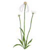 Ехінацея бліда Hula Dancer Echinacea pallida Hula Dancer Багаторічна трав'яниста рослина Сезонні рослини Seasonal plants