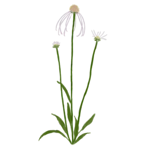Ехінацея бліда Hula Dancer Echinacea pallida Hula Dancer Багаторічна трав'яниста рослина Сезонні рослини Seasonal plants