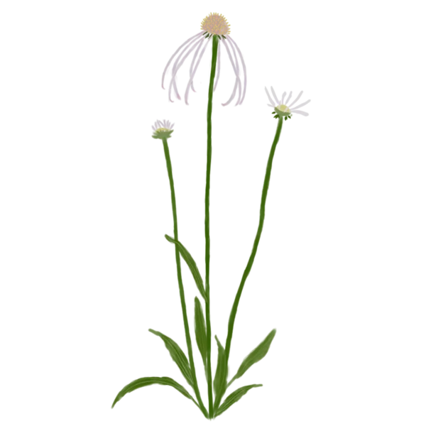 Ехінацея бліда Hula Dancer Echinacea pallida Hula Dancer Багаторічна трав'яниста рослина Сезонні рослини Seasonal plants