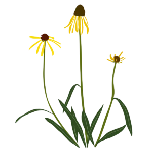 Ілюстрація ехінацеї дивної Echinacea paradoxa Гребля Ехінацея дивна Echinacea paradoxa Багаторічна трав'яниста рослина Сезонні рослини Seasonal plants