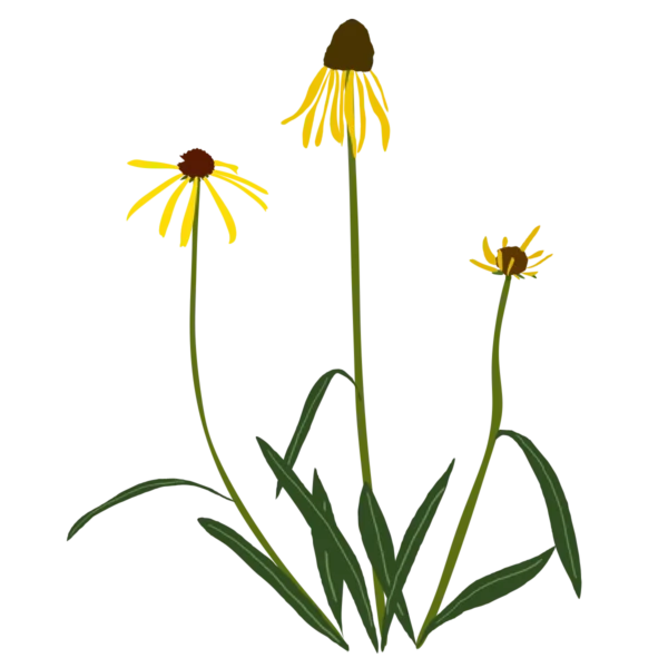 Ехінацея дивна Echinacea paradoxa Багаторічна трав'яниста рослина Сезонні рослини Seasonal plants