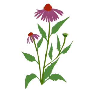 Ехінацея пурпурова / Echinacea purpurea