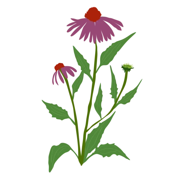 Ехінацея пурпурова / Echinacea purpurea