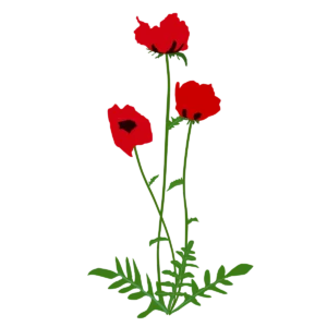 Мак східний Beauty of livermere Papaver orientale Beauty of livermere Багаторічна трав'яниста рослина Рослини-заповнювачі Filler plants