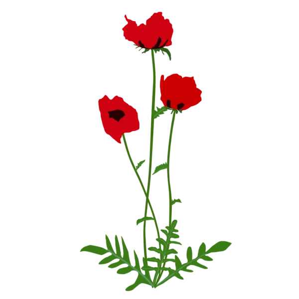 Мак східний Beauty of livermere Papaver orientale Beauty of livermere Багаторічна трав'яниста рослина Рослини-заповнювачі Filler plants