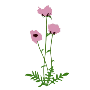 Мак східний Princess Victoria Louise Papaver orientale Princess Victoria Louise Багаторічна трав'яниста рослина Рослини-заповнювачі Filler plants