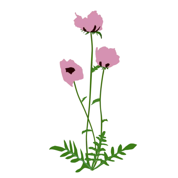 Мак східний Princess Victoria Louise Papaver orientale Princess Victoria Louise Багаторічна трав'яниста рослина Рослини-заповнювачі Filler plants
