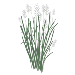 Просо Northwind Panicum virgatum Northwind Сезонні рослини Seasonal plants