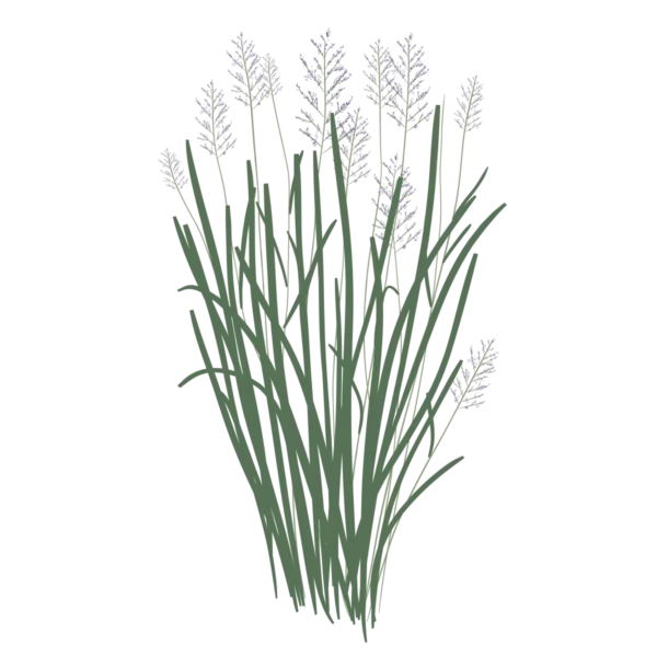 Просо Northwind Panicum virgatum Northwind Сезонні рослини Seasonal plants