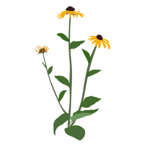 Рудбекія блискуча Goldblitz Rudbeckia fulgida Goldblitz Багаторічна трав'яниста рослина Сезонні рослини Seasonal plants