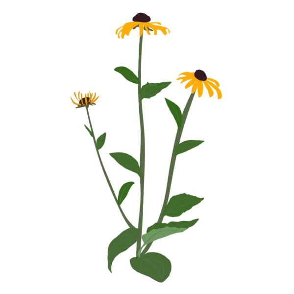 Рудбекія блискуча Goldblitz Rudbeckia fulgida Goldblitz Багаторічна трав'яниста рослина Сезонні рослини Seasonal plants