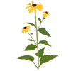 Рудбекія блискуча Goldsturm Rudbeckia fulgida Goldsturm сезонні рослини Гребля