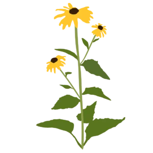 Рудбекія блискуча Goldsturm Rudbeckia fulgida Goldsturm сезонні рослини Гребля