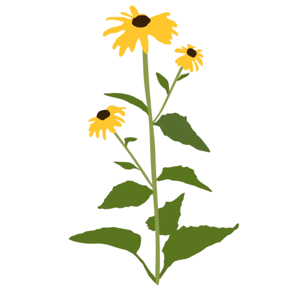 Рудбекія блискуча Goldsturm Rudbeckia fulgida Goldsturm сезонні рослини Гребля