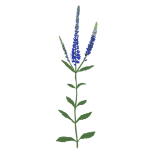 Вероніка колосиста синя Veronica spicata blue Сезонні рослини Seasonal plants Квітник Flower