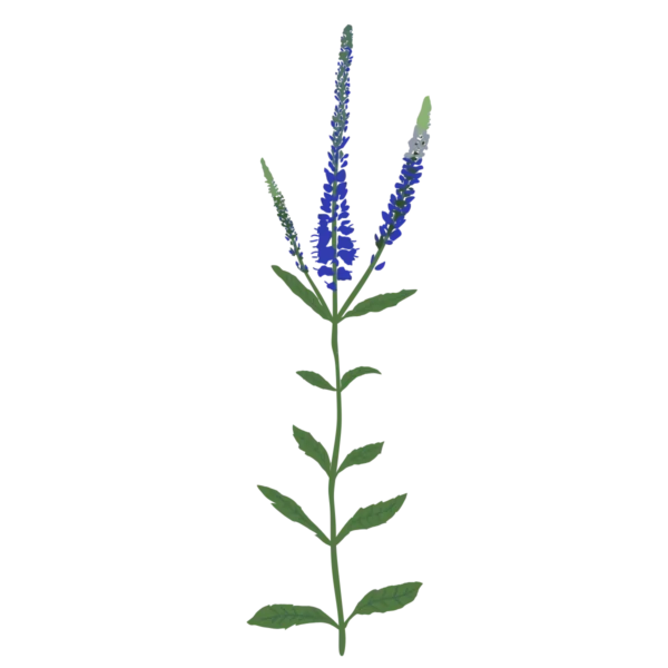 Вероніка колосиста синя Veronica spicata blue Сезонні рослини Seasonal plants Квітник Flower