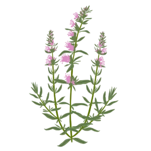 Гісоп лікарський рожевий Hyssopus officinalis Roseus Сезонні рослини Seasonal plants