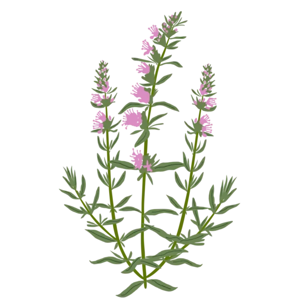 Гісоп лікарський рожевий Hyssopus officinalis Roseus Сезонні рослини Seasonal plants