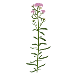 Деревій сибірський Love Parade Achillea sibirica Love Parade Сезонні рослини Seasonal plants