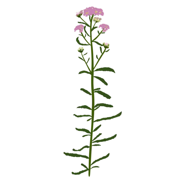 Деревій сибірський Love Parade Achillea sibirica Love Parade Сезонні рослини Seasonal plants