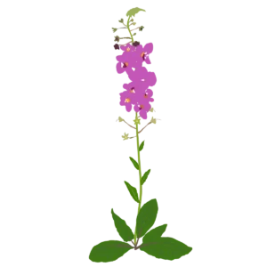 Дивина фіолетова Rosetta Verbascum phoeniceum Rosetta Сезонні рослини Seasonal plants Квітник Flower