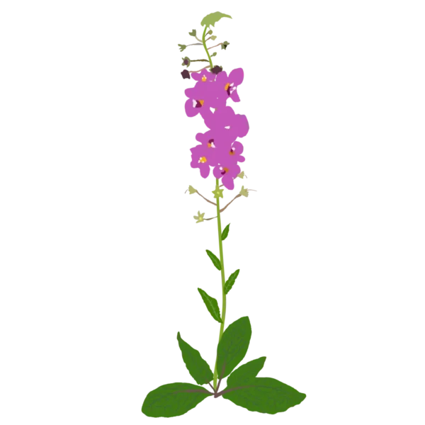 Дивина фіолетова Rosetta Verbascum phoeniceum Rosetta Сезонні рослини Seasonal plants Квітник Flower