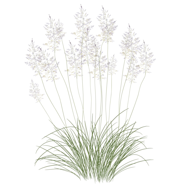 Споробол повітряний Sporobolus airoides Сезонні рослини Seasonal plants Ґрунтопокривні рослини Groundcover plants