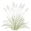 Споробол розлогий Sporobolus heterolepis Сезонні рослини Ґрунтопокривні рослини Seasonal plants Groundcover plants