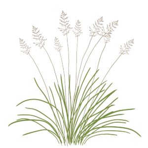 Споробол розлогий Sporobolus heterolepis Сезонні рослини Ґрунтопокривні рослини Seasonal plants Groundcover plants