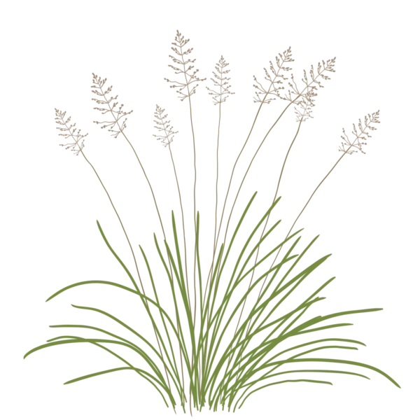 Споробол розлогий Sporobolus heterolepis Сезонні рослини Ґрунтопокривні рослини Seasonal plants Groundcover plants